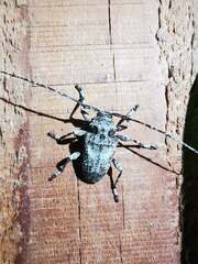 Lagocheirus obsoletus