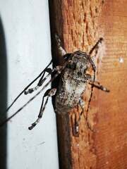 Lagocheirus obsoletus