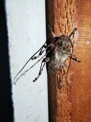 Lagocheirus obsoletus