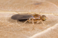 Clusiodes ruficollis