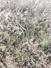 Centaurea solstitialis