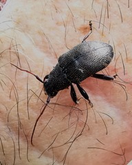 Blapsilon irroratum