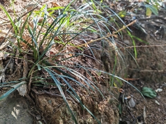 Ophiopogoneae