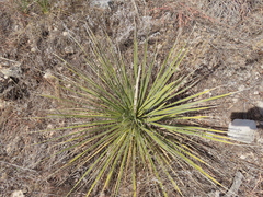 Yucca glauca