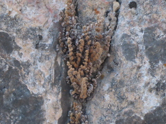 Myriopteris gracilis