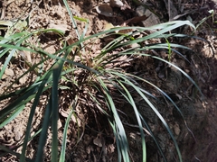 Ophiopogoneae