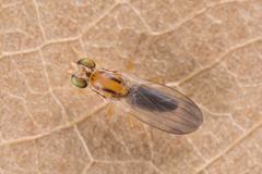 Clusiodes ruficollis