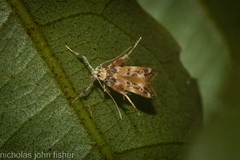 Persicoptila oenosceles