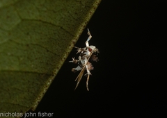 Persicoptila oenosceles