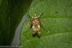 Persicoptila oenosceles