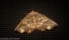 Polyacme dissimilis