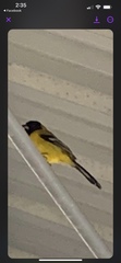 Icterus graduacauda