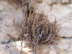 Myriopteris gracilis