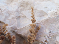 Myriopteris gracilis