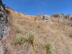 Yucca glauca