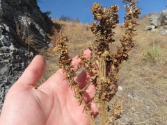 Rumex stenophyllus