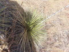 Yucca glauca