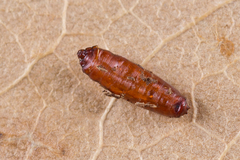 Clusiodes ruficollis