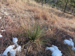 Yucca glauca