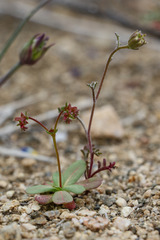 Centrostegia thurberi