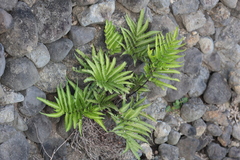 Pteris minor