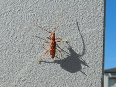 Coptocercus biguttatus