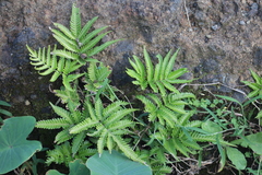 Pteris minor