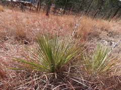 Yucca glauca