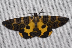 Pantherodes pardalaria