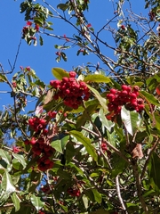 Photinia niitakayamensis