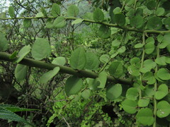 Capparis rotundifolia
