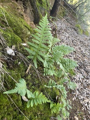 Polypodium calirhiza