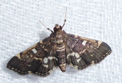 Piletocera sodalis