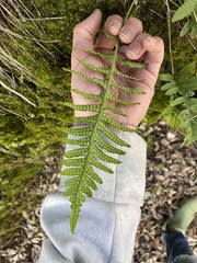 Polypodium calirhiza