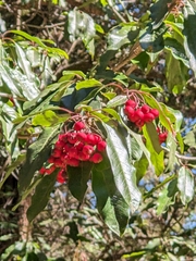 Photinia niitakayamensis