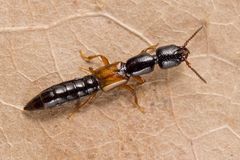 Nudobius lentus