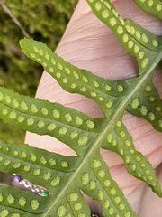 Polypodium calirhiza