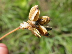 Lichtensteinia interrupta
