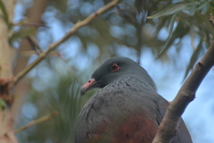Ducula goliath