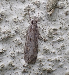 Scoparia chalicodes