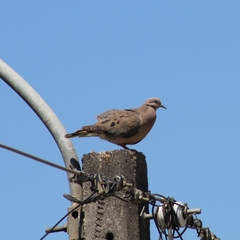 Zenaida auriculata
