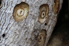 Agrianome fairmairei