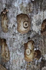 Agrianome fairmairei