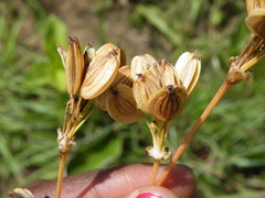 Lichtensteinia interrupta