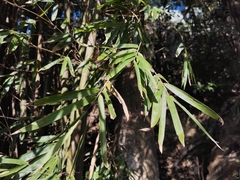 Bambusa multiplex