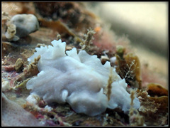 Pericelis