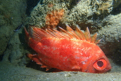 Pristigenys serrula