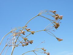 Lichtensteinia interrupta