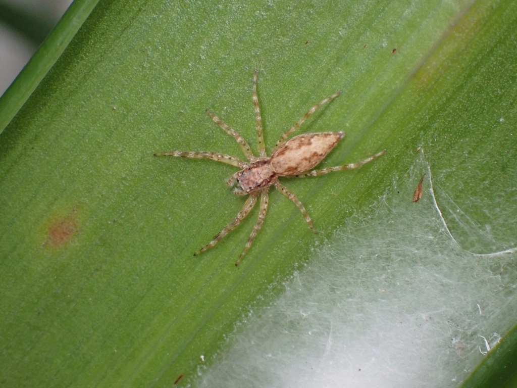 Aussie Bronze Jumping Spider from 54 Challinor Street, Pukete, Hamilton
