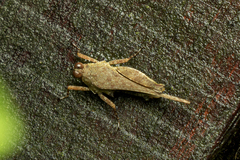 Systolederus cinereus